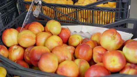 Bondad-De-Fruta-Fresca-De-La-Laguna-Tenerife-Cosecha-España