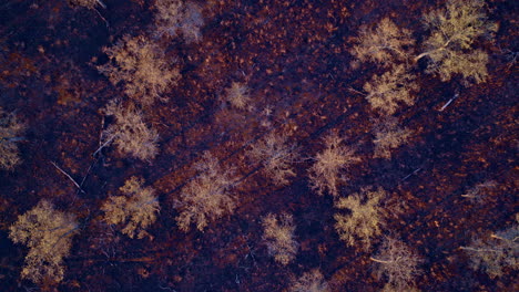 overhead drone view of fire-razed forest landscapes.