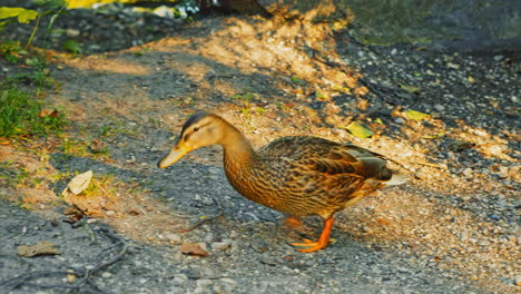 Female-duck-leaving-the-shady-lake-and-walking-on-stones