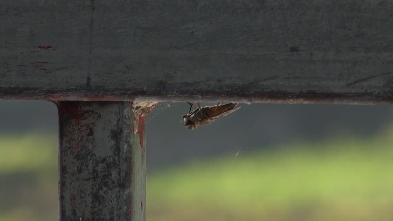 Close up of an insect on the edge of a metal bar, blurred background