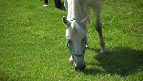 Los-Caballos-Lipizzanos-Pastan-En-Un-Prado-Verde