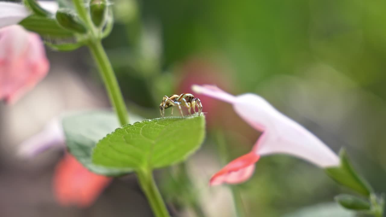 Jumping Spider Perched On The Green Leaf On A Windy Day In The Garden. - closeup shot