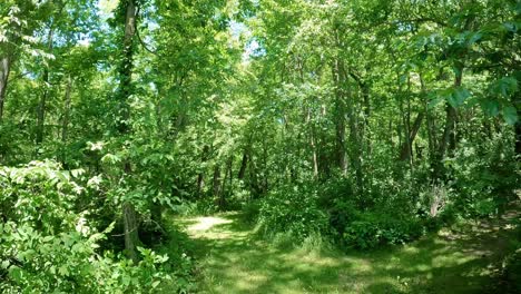 POV---Driving-UTV-thru-a-gate-to-a-groomed-trail-through-the-woods-in-upper-Midwest-on-a-bright-and-sunny-spring-day