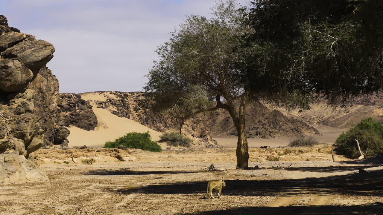 A lioness walks through the dry Hoanib River valley in Namibia. Wide shot with rocks and some trees, as well as some car tracks in the dry sand.