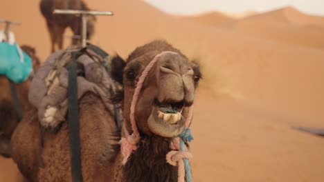 dromedary camel with rope harness in sahara dunes of morocco