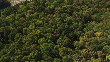 Vista-Aérea-De-Densos-árboles-En-Los-Bosques