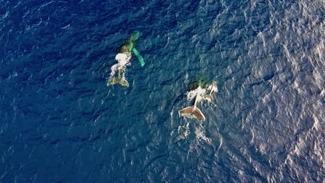 un par de ballenas jorobadas y su cría nadan y se sumergen en el océano azul profundo - toma aérea de arriba hacia abajo