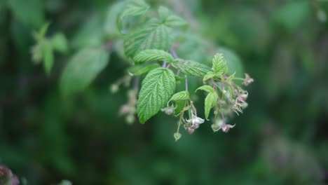 A-close-up-shot-of-a-branch-with-beautiful-green-leaves-and-tiny-budding-flowers