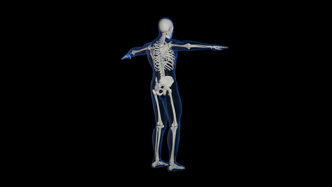 Man Skeletal System With Alpha Channel