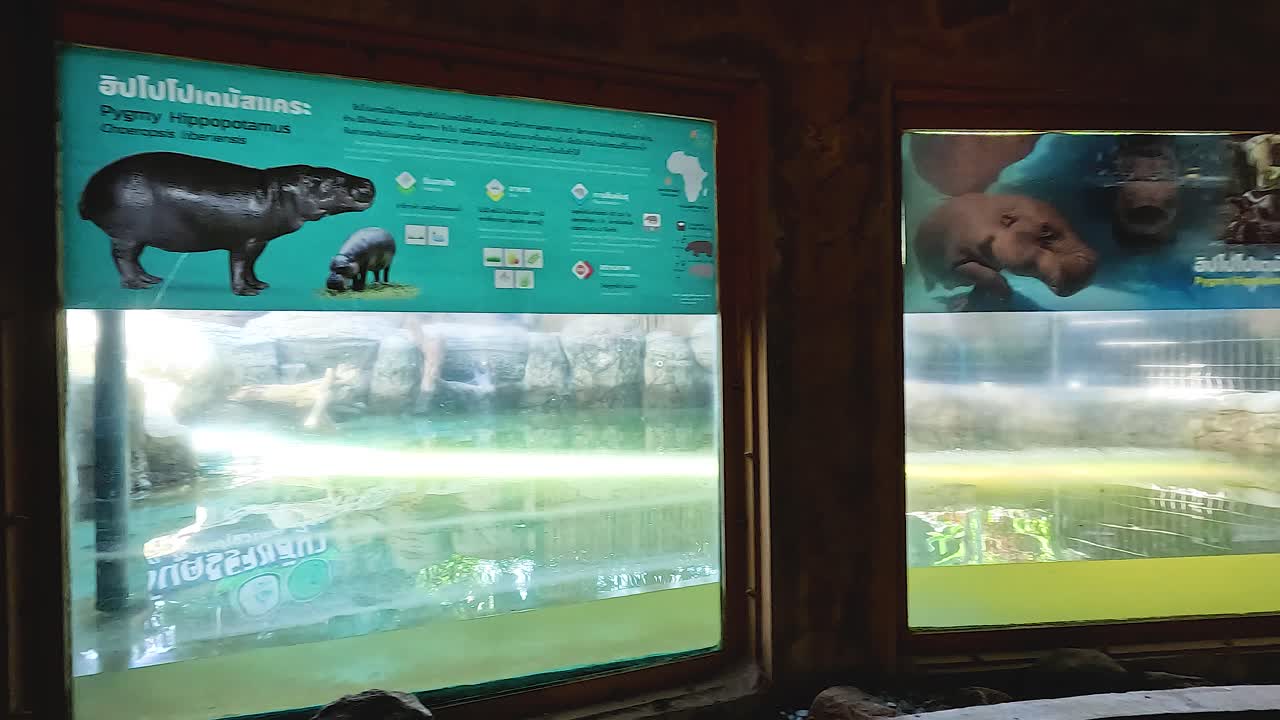 방문객들은 유리를 통해 수생동물을 관찰합니다.