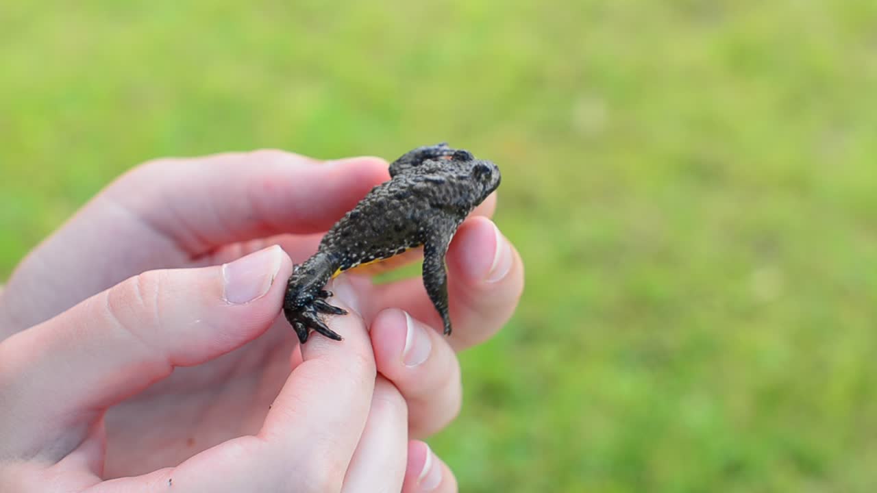 Bombina variegata. Fotografering av en groda.