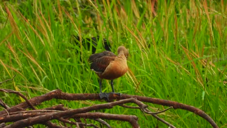 Pfeifende-Ente-Im-Teich-Uhd-Mp4-4k-Video