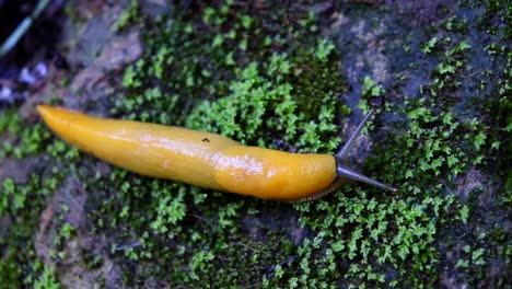 Cerrar-El-Video-De-La-Vista-Superior-De-Una-Babosa-Banana-De-Las-Montañas-De-Santa-Cruz-En-Un-Sendero-Cerca-Del-Lugar-Misterioso