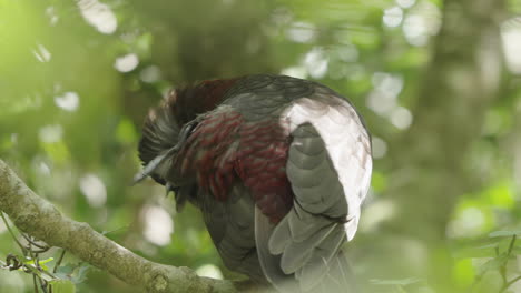 forest-dwelling kaka parrot bird near wellington north island, new zealand