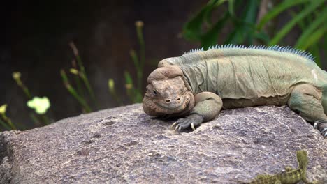 Close-up-shot-of-an-endangered-species,-rhinoceros-iguana,-cyclura-cornuta-spotted-on-the-rock,-blend-in-with-the-surrounding-environment,-staring-at-Australian-water-dragon,-intellagama-lesueurii
