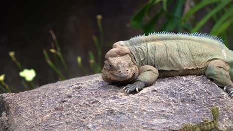 close up shot of an endangered species, rhinoceros iguana, cyclura cornuta spotted on the rock, blend in with the surrounding environment, staring at australian water dragon, intellagama lesueurii