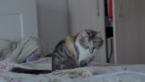 norwegian forest cat - domesticated house cat pet on indoor bed