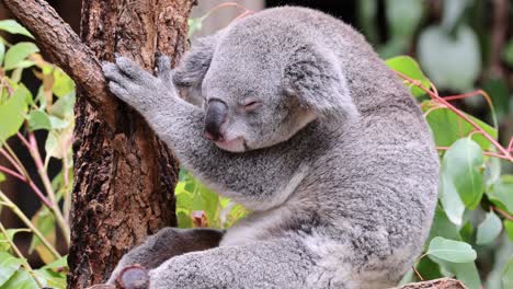 koala ascends tree, showcasing natural climbing ability