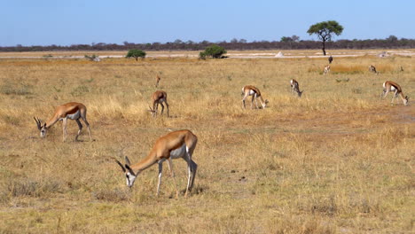 斯普林博克 (springbok) 在埃托沙國家公園 (etosha national park)