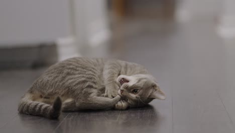 gatito atigrado gris jugando con un juguete emocionado