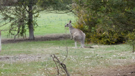 kangaroo laying in the grass, stands up, scratches then hops off