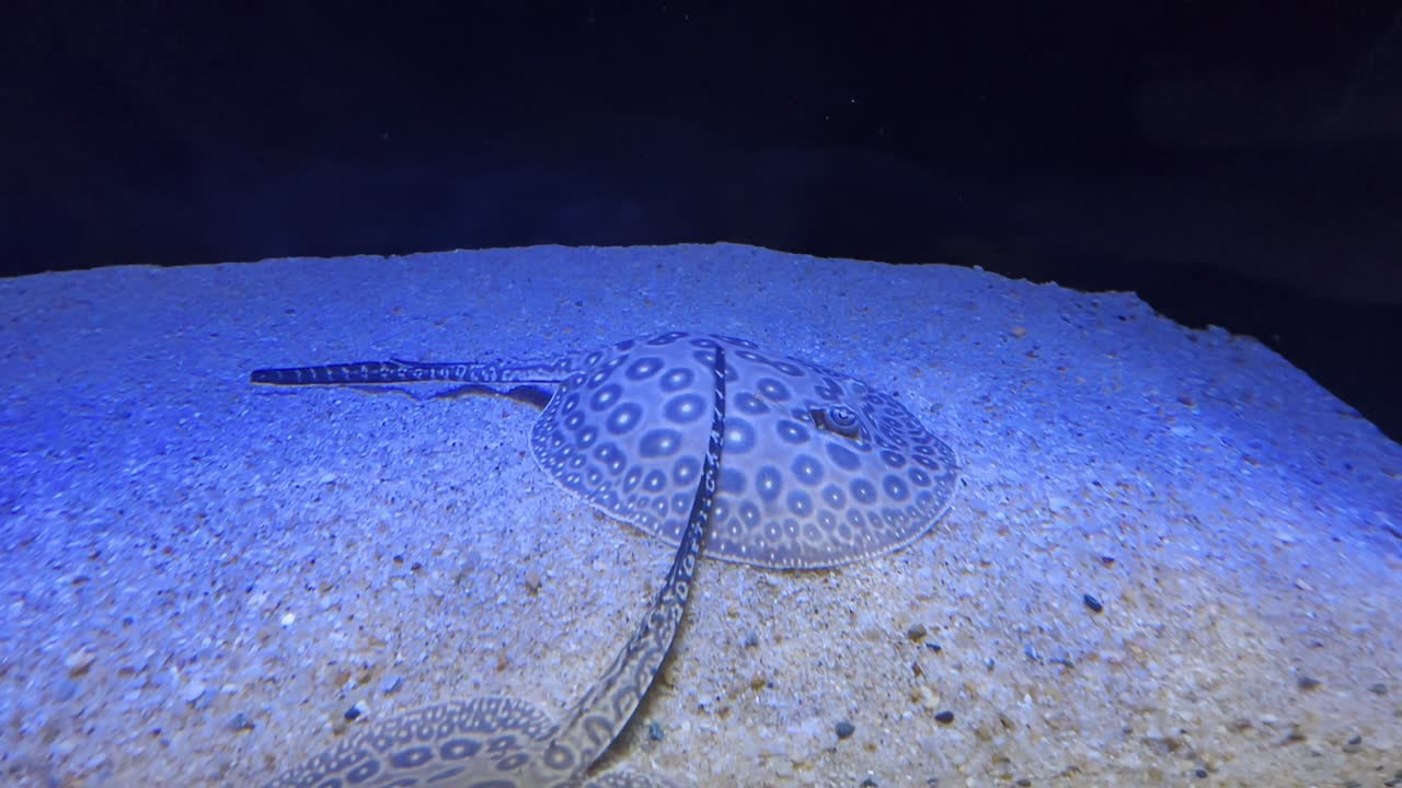 Two stingrays resting on an aquarium floor at Shanghai Zoo under blue light, Shanghai, China.