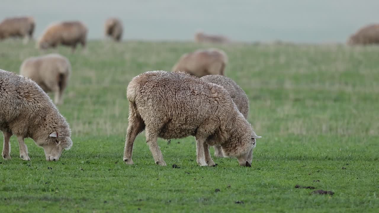 ovejas comiendo hierba en un campo exuberante