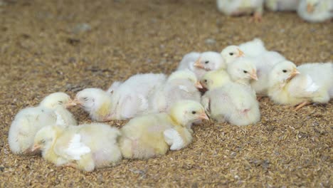 there are baby chickens in the poultry farm.