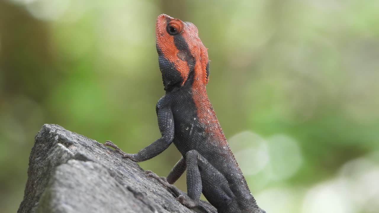 락 uhd mp4 4k 비디오의 도마뱀 ..