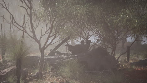 bosque australianos con niebla