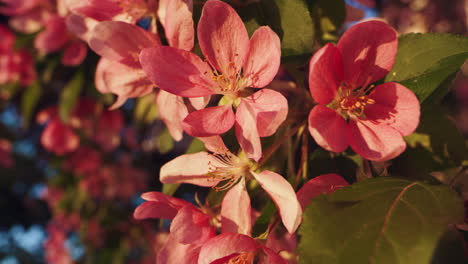 closeup pink sakura petals in sunset lights. view of delightful cherry flowers.