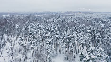 Schöner-Verschneiter-Wald-In-Der-Nähe-Der-Stadt-Vorort