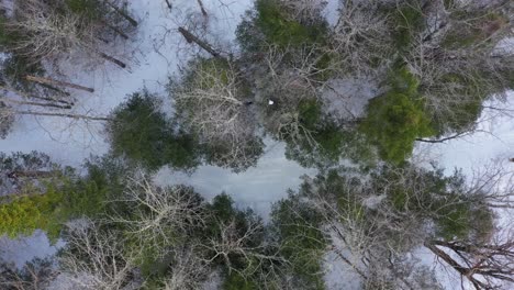 Sliding-over-a-forest-to-reveal-two-deer-on-the-side-of-a-snowy-road-AERIAL