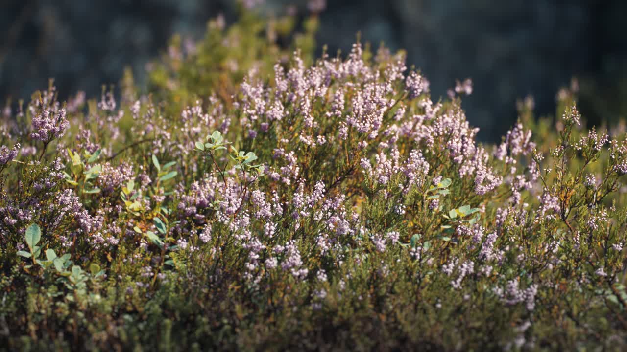 Delicate pink heather shrubs cover the ground