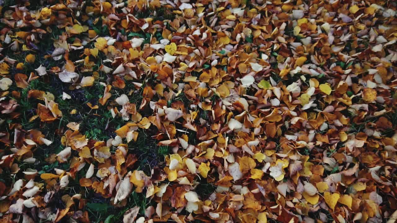 땅 위의 가을 잎