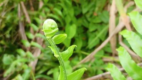 close up of fern plant shoots