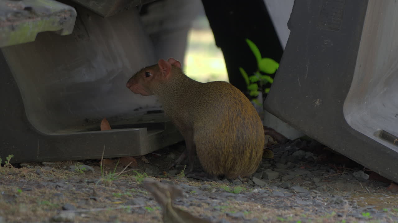 Close-up shot of a small Agouti hiding under metal rubbish from predators