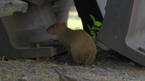 close-up shot of a small agouti hiding under metal rubbish from predators