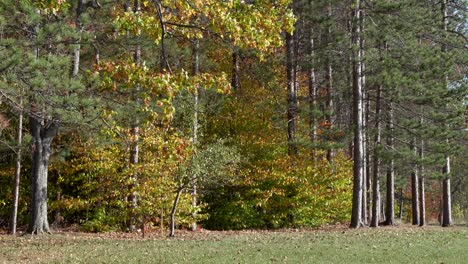 The-beauty-of-the-autumn-leaves-in-the-forest-on-a-windy-day