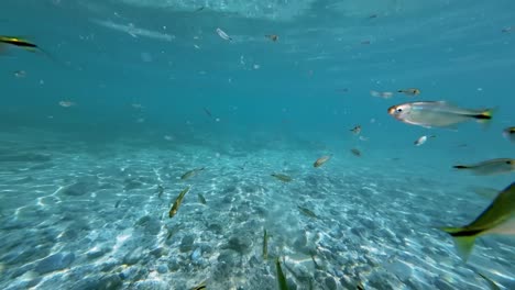 Eine-Wunderschöne-Unterwasserszene-Aus-Kristallklarem-Türkis