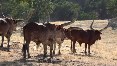 Texas-Longhorn-Rinder-Grasen-Auf-Einem-Feld-1