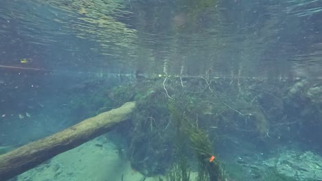 escena submarina del río con troncos y plantas