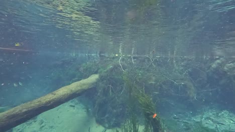 underwater river scene with logs and plants