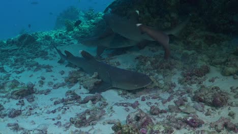 Tiburones-De-Arrecife-Whitetio-Descansando-Y-Nadando-En-Un-Arrecife-De-Coral-En-La-Polinesia-Francesa