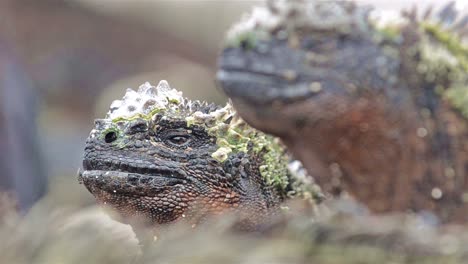 加拉帕戈斯群島國家公園 (galapagos islands national park) 位於西班牙島的普塔蘇阿雷斯島 (punta suarez) 的海 iguana 的眼睛