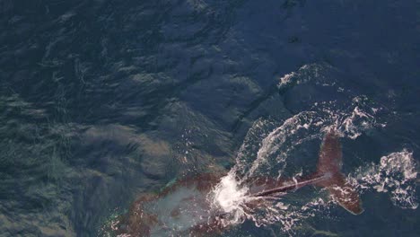 Top-down-View-Of-Humpback-Whale-Blowing-Water-In-Blue-Sea---Whale-Watching-At-Bondi-Beach,-NSW,-Australia