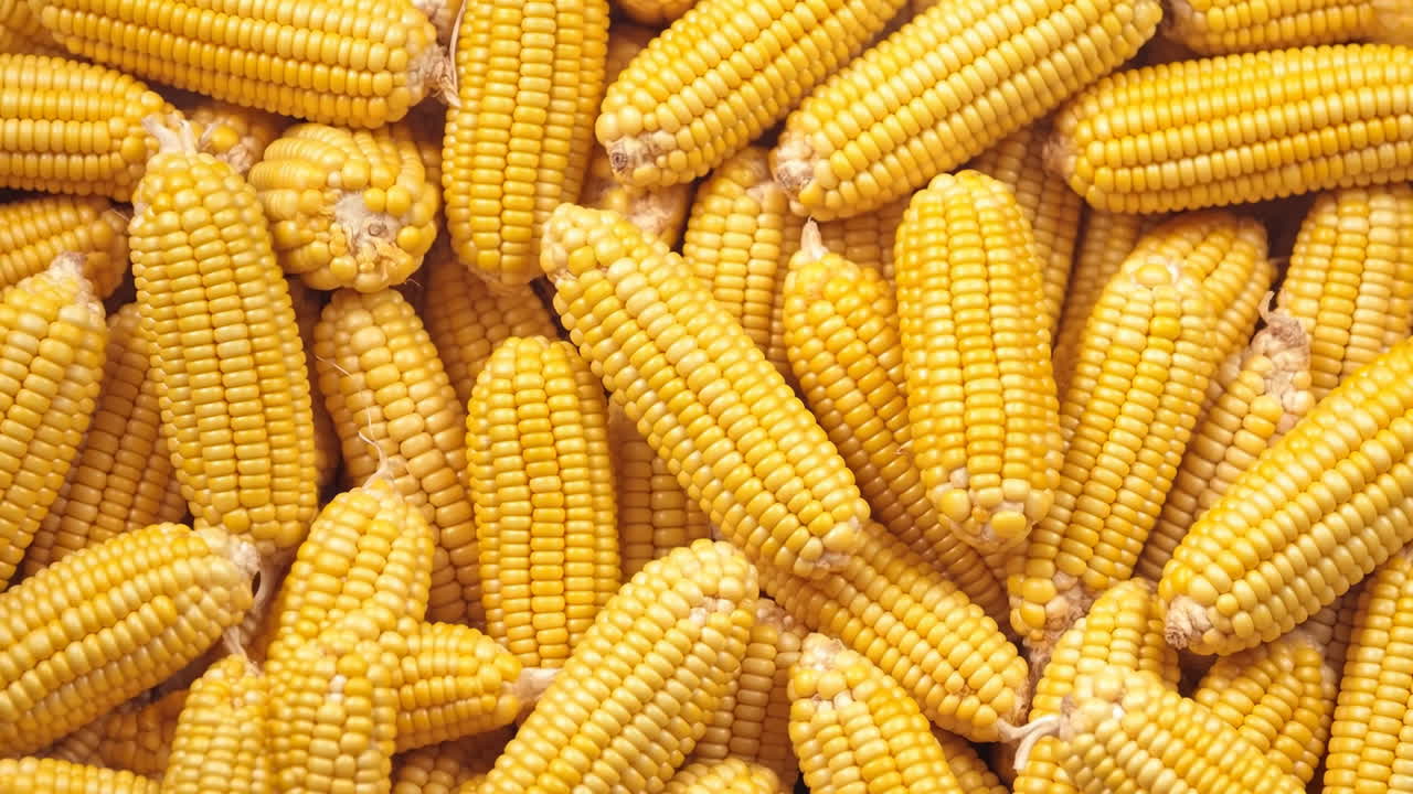 Một đống bắp ngô vàng tươi.