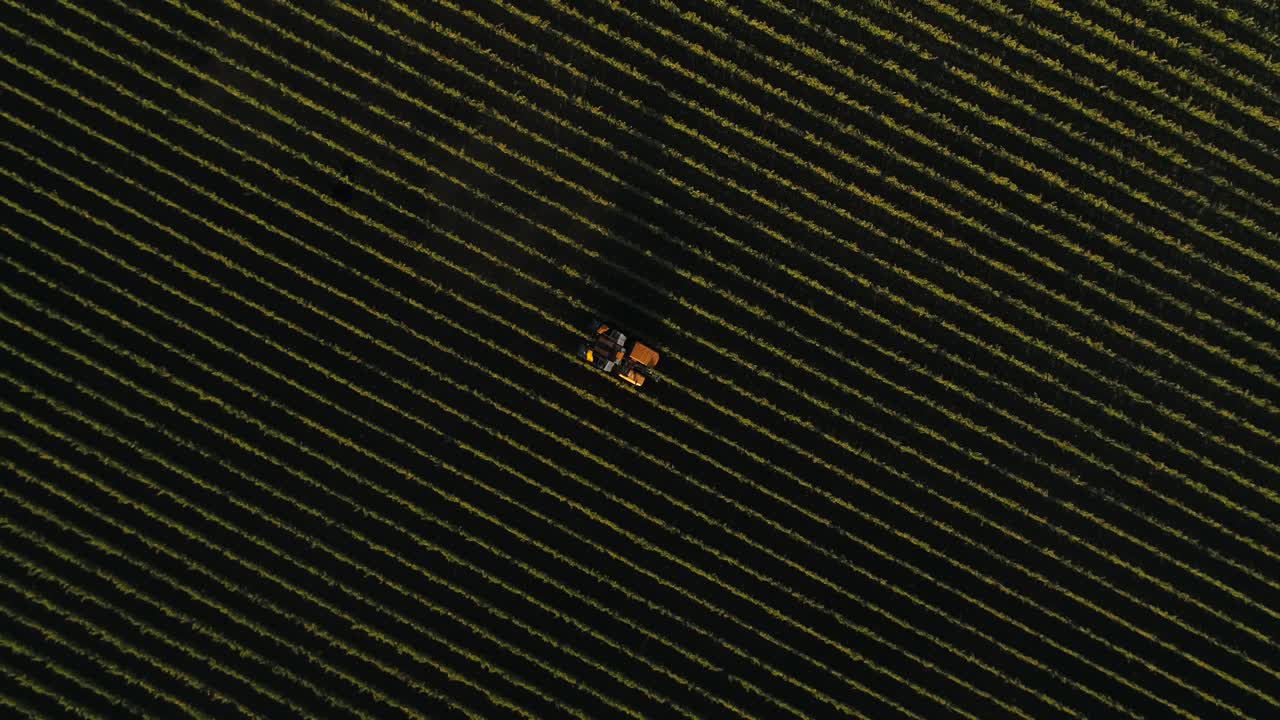 ampliar la recortadora de vid de viñedo retrayendo sus recortadores en las vides de uva del valle de napa