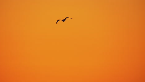 Varias-Gaviotas-Volando-En-El-Cielo-Del-Atardecer