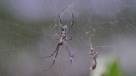 una araña marrón con patas largas descansando en su telaraña en una toma de cuerpo completo - toma de primer plano